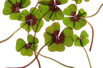 Image showing Four leaved Clover