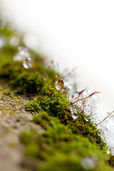 Image showing Moss in Ice