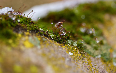 Image showing Moss in Ice