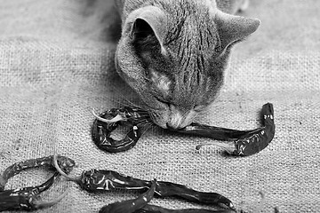 Image showing Cat eating Chili