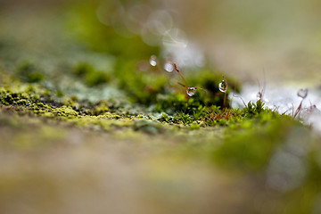 Image showing Moss in Ice