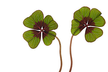 Image showing Four leaved Clover