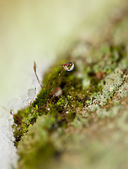 Image showing Moss in Ice