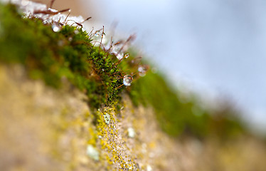 Image showing Moss in Ice