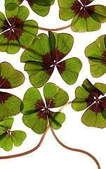 Image showing Four leaved Clover