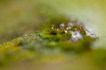 Image showing Moss in Ice