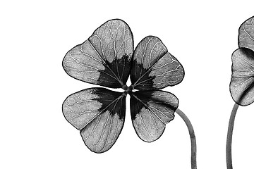 Image showing Four leaved Clover