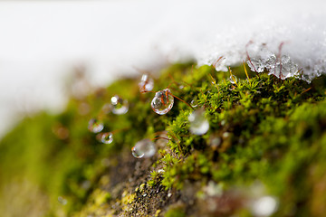 Image showing Moss in Ice