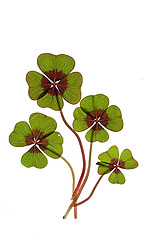 Image showing Four leaved Clover