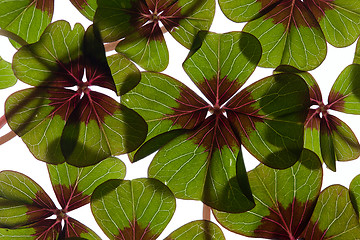 Image showing Four leaved Clover