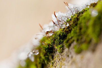 Image showing Moss in Ice