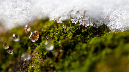 Image showing Moss in Ice