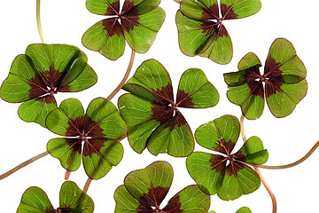 Image showing Four leaved Clover