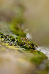 Image showing Moss in Ice