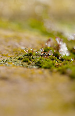 Image showing Moss in Ice