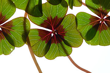 Image showing Four leaved Clover