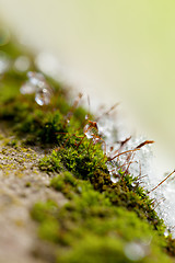 Image showing Moss in Ice