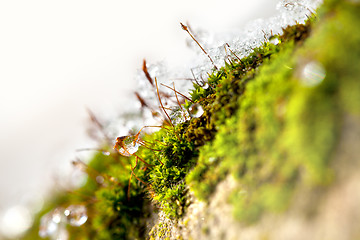 Image showing Moss in Ice