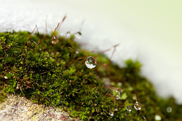 Image showing Moss in Ice