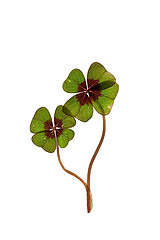 Image showing Four leaved Clover