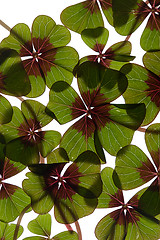 Image showing Four leaved Clover