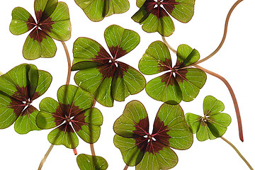 Image showing Four leaved Clover