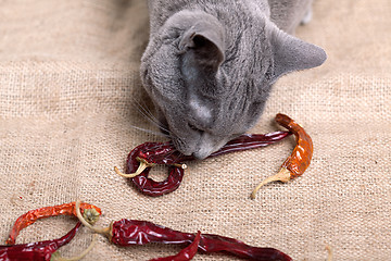 Image showing Cat eating Chili