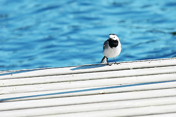 Image showing Little bird sits on a pier