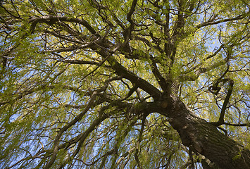 Image showing Willow treetop at spring