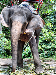 Image showing elephant    