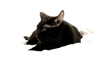 Image showing  A cat.