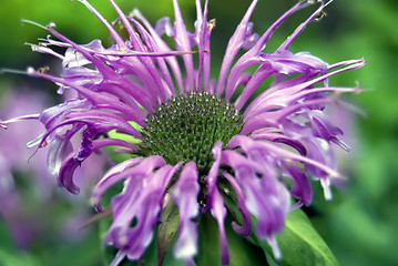 Image showing purple flower 