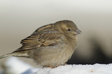 Image showing House sparrow