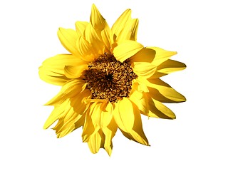 Image showing sunflower-design element