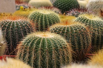 Image showing Barrel Cactuses