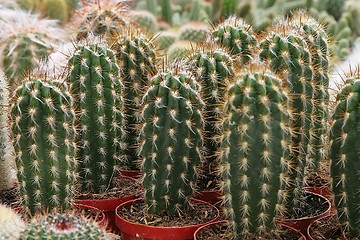 Image showing Cactuses