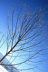 Image showing Winter Tree