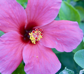 Image showing pink hibiscus 