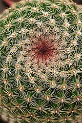 Image showing Cactus Close Up