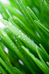 Image showing wet green grass 