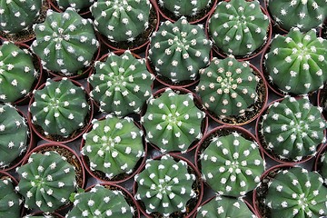 Image showing Cactuses Top View