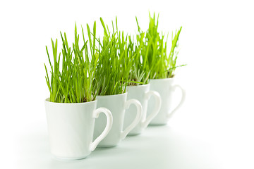 Image showing green grass in coffee cups 