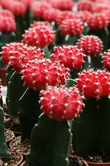 Image showing Cactus Flowers