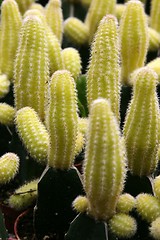 Image showing Cactus Flowers
