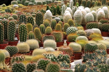 Image showing Varies Cactuses