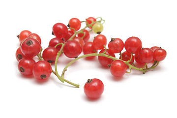 Image showing Red currant isolated
