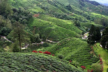 Image showing Tea Plantation Field