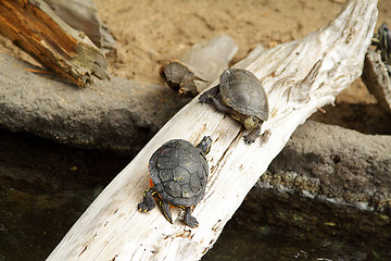 Image showing Turtles in zoo