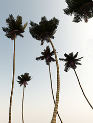 Image showing Wild Palms 