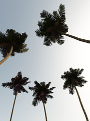 Image showing Wild Palms 